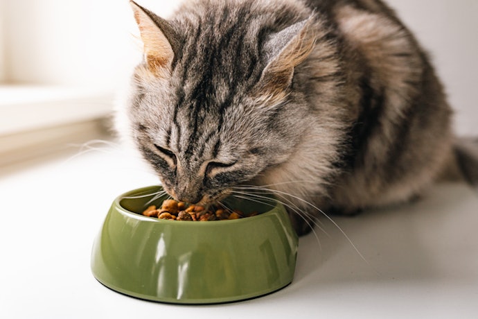 Para Gatos Castrados, Opte por uma Ração Específica