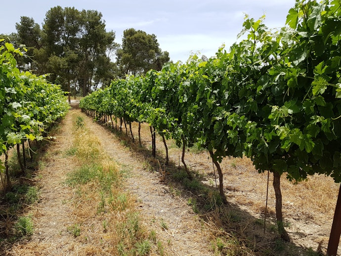 O Terroir da Região Onde o Espumante Rosé É Produzido Influencia no Sabor