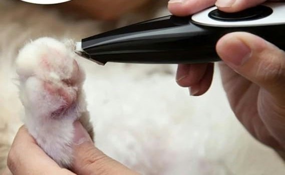 Para Tosar a Região dos Olhos, Orelhas e Patas, Opte por uma Máquina de Tosa para Acabamento