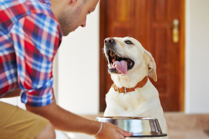 Veja os Sabores Disponíveis da Ração Úmida para Cães