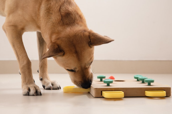 Para Combater o Tédio, Escolha Brinquedos Recheáveis e Puzzles