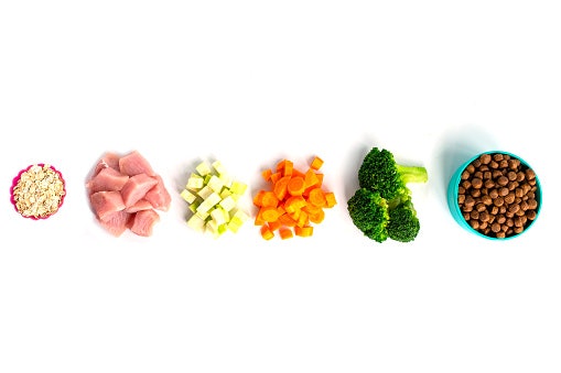 Para uma Alimentação Equilibrada, Verifique os Principais Ingredientes da Ração