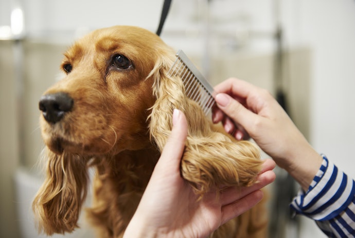 Verifique Quais São os Principais Componentes do Condicionador Pet