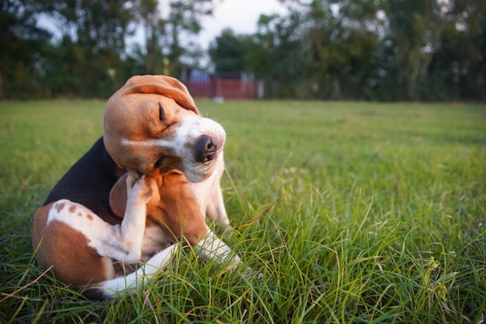 Para Cães com Alergias ou Pele Sensível, Priorize Fórmulas Hipoalergênicas e pH Controlado