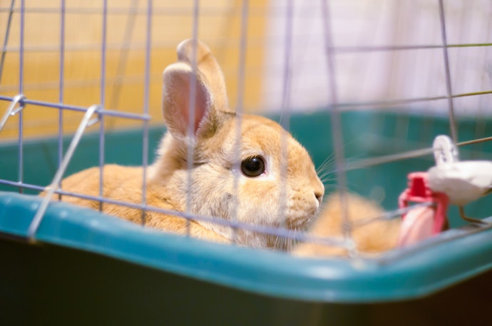 Dê Preferência a Gaiolas para Coelhos com Base de Plástico