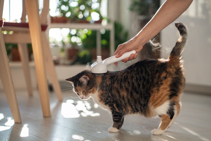 Busca Maciez, Hidratação e Outros Benefícios para os Pelos? Prefira Escova para Gatos com Vapor