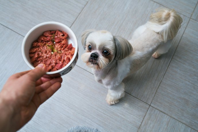 Seu Cachorro Não Tem Dentes ou Sente Dor ao Mastigar? Prefira Ração Úmida para Cães Idosos