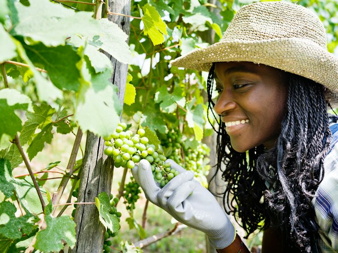O Terroir Influencia no Espumante Moscatel, Por Isso Veja a Região Produtora