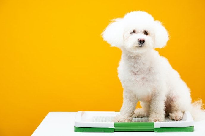 Prefira Modelos com até 2 cm de Altura para Cães Idosos ou Pequenos