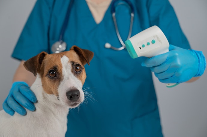 Para Pets, Opte por Termômetros Infravermelhos Veterinários