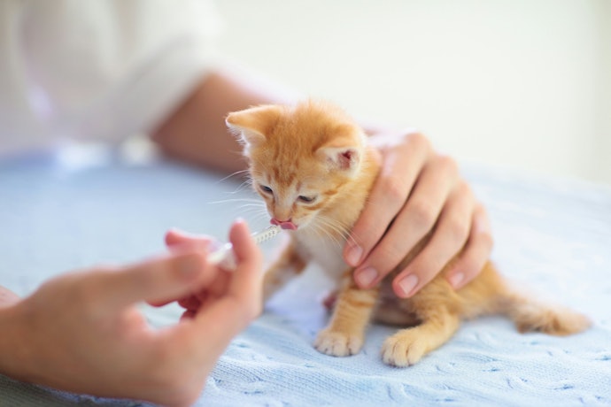 Gato Filhote: Opte por Vermífugos Líquidos