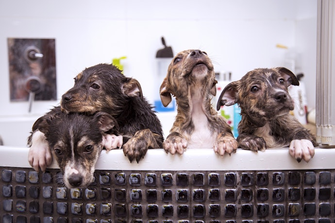 Conheça os Principais Tipos de Condicionador para Cachorro