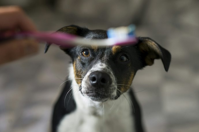 Se o Cão Não Tolera Escovação, Prefira Pastas que Funcionam com Baixa Fricção