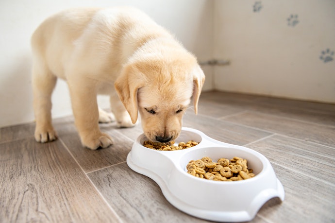 Conheça os Componentes Extras da Ração Premium para Cães