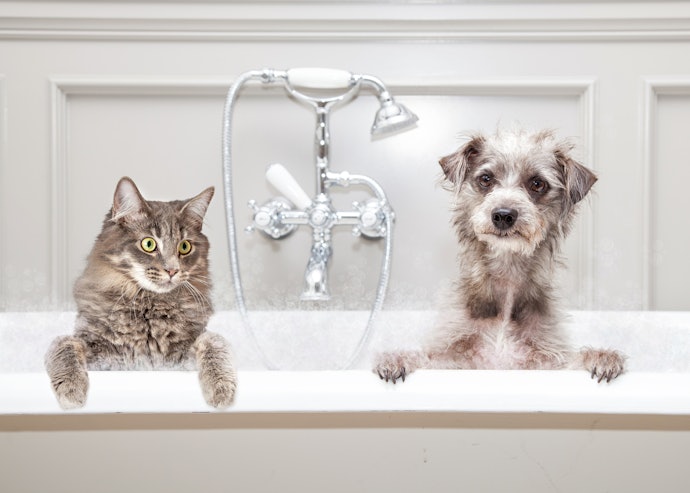 Se você tem Cachorro e Gato, Prefira um Produto que Atenda Ambos