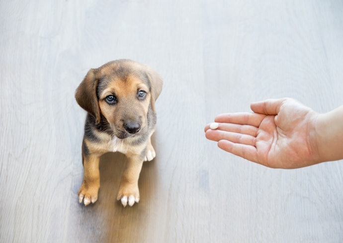 Se For um Caso Leve, Considere um Remédio para Sarna de Cachorro em Dose Única