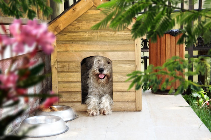 Multiplique a Altura do Seu Pet por 0,25 para Obter a Altura Mínima Ideal da Casinha