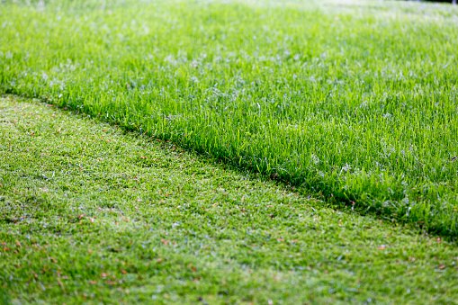 Para Deixar o Gramado Sempre Baixo, Opte por Cortadores com Altura Entre 2 e 5 cm