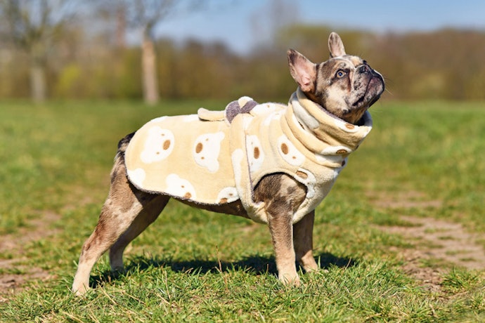 Para Proteger do Frio, Opte por Roupas para Pets em Fleece, Soft ou Moletom