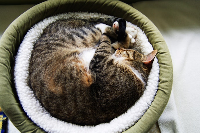 Escolha o Tamanho da Cama para Gato Conforme o Porte do Seu Pet