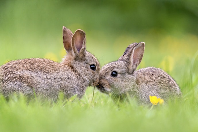 Aposte nos Produtos Cruelty-Free e Veganos