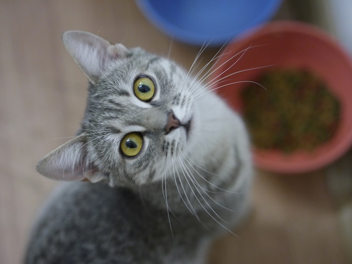 Sachê para Gatos Filhotes Geralmente Tem Pedaços Menores, Facilitando a Mastigação