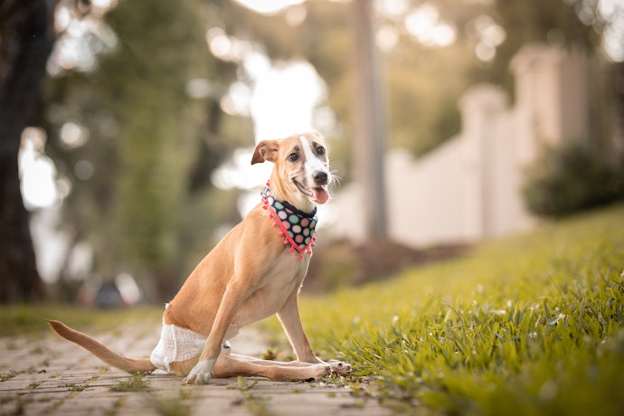 Se Você Busca uma Fralda para Cachorro Reutilizável, Veja se o Produto é Lavável
