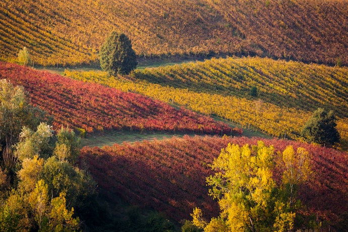 Verifique a Origem do Vinho Lambrusco