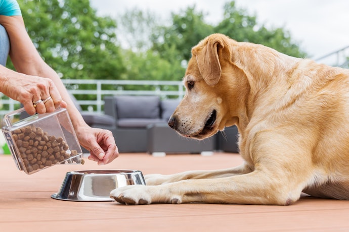 Para Cães Adultos, Escolha Rações com 26% de Proteína e Até 16% de Gordura