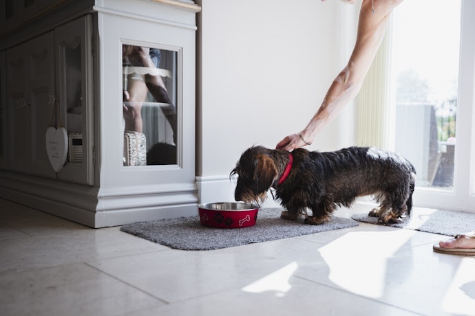 As Medidas do Comedouro Devem Ser Compatíveis com o Porte e a Anatomia do Animal