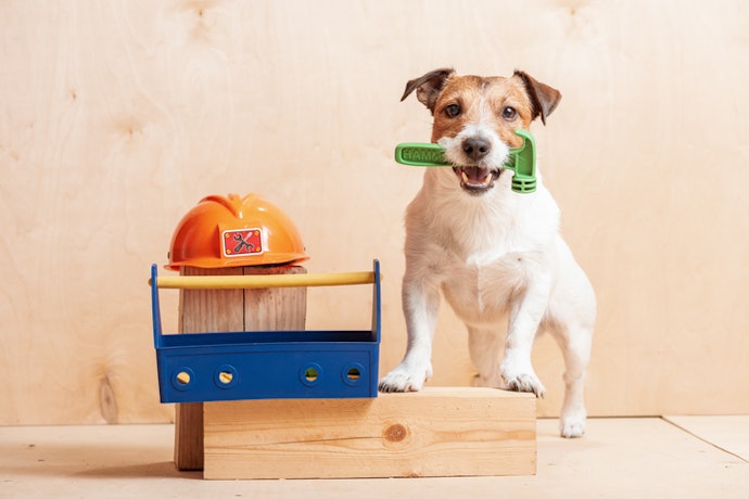 Para a Segurança do Seu Pet: Atente-se a Materiais Atóxicos e Inspeção de Qualidade