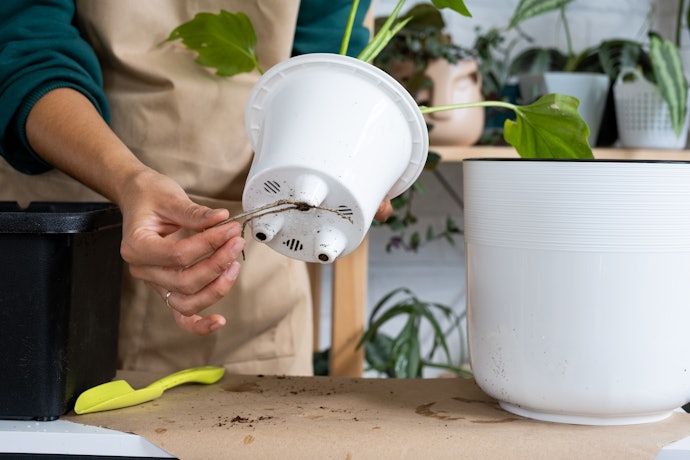 Se a Planta Será Cultivada Diretamente no Vaso, Prefira Modelos com Furo de Drenagem