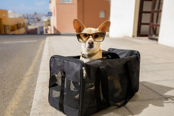 Para Passeios Curtos com Cães Pequenos, Prefira as Bolsas de Transporte