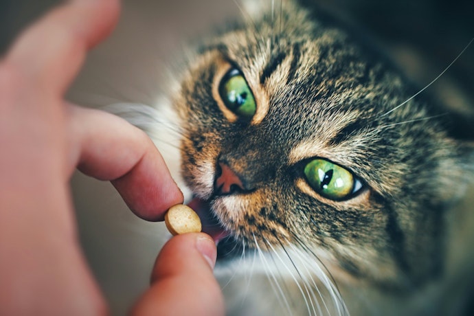 Gato Adulto: Vermífugos em Comprimido São Mais Práticos