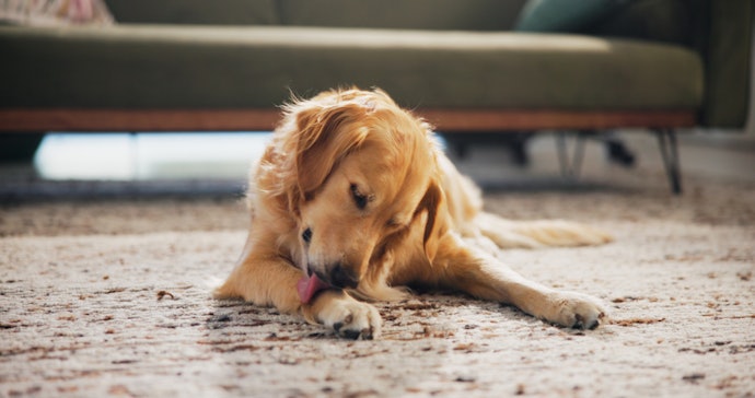 Cão com Pele Sensível? Opte por Lenços Sem Fragrância e Dermatologicamente Testados