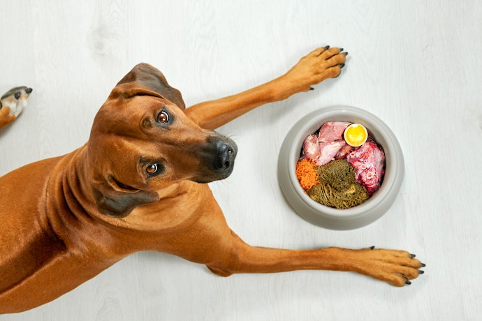 Verifique se a Ração Light para Cães Possui Ingredientes Extras