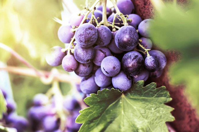 Vinhos do Porto de Corte Agradam Tanto a Iniciantes Quanto a Apreciadores Experientes
