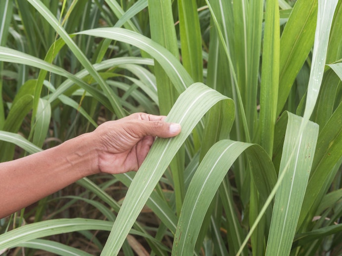 Escolha uma Cachaça Orgânica se Prefere um Produto com Menos Impacto ao Ambiente