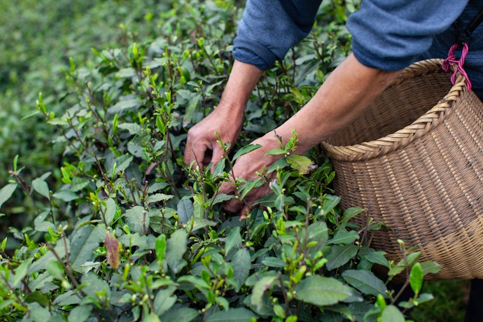 Prefira o Chá Verde Orgânico para Consumir Ervas sem Agrotóxicos