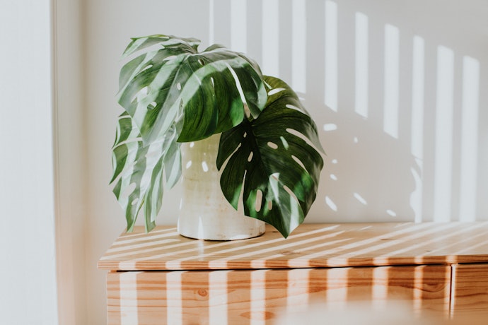 Para um Aspecto Natural, Prefira Plantas de Silicone