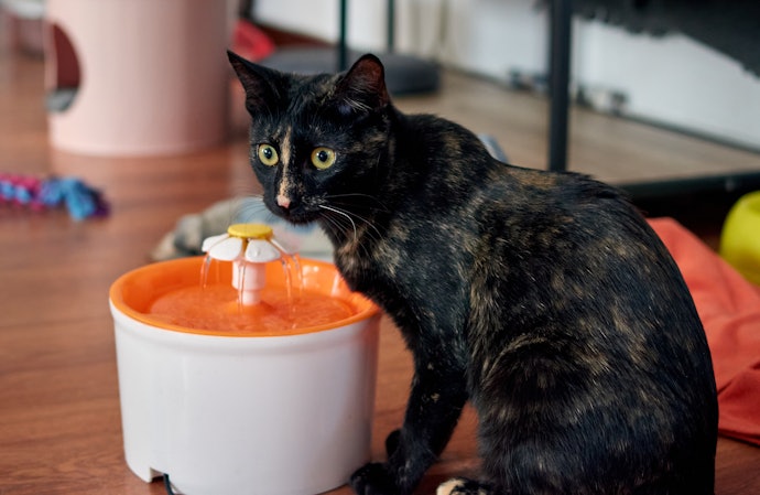 Confira o Peso do Bebedouro Automático para Gatos