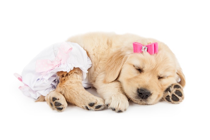 Fraldas para Cachorro com Gel Têm Alto Poder de Absorção