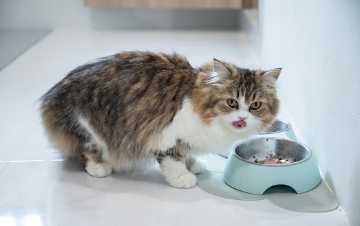 Veja Quais Componentes Enriquecem a Fórmula da Ração para Gatos Idosos