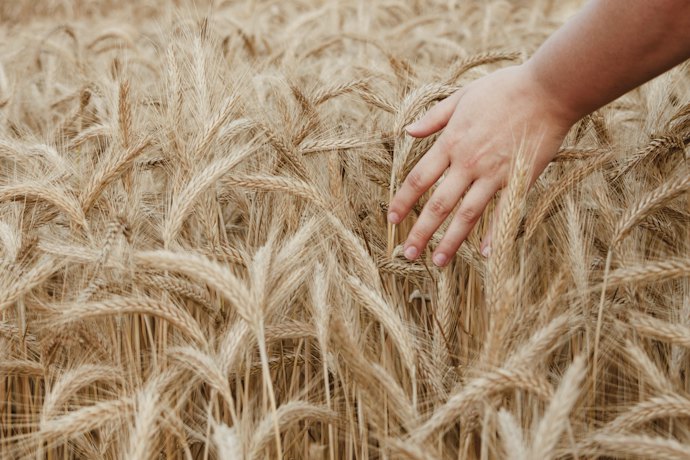 Opte pela Farinha de Trigo Integral Orgânica como Opção Mais Natural