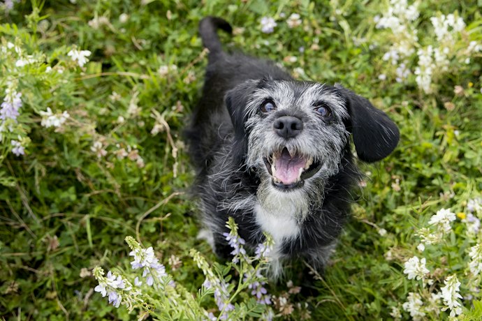 Se o Cachorro Idoso É de Raça Pequena, Opte por Ração Adequada ao Porte