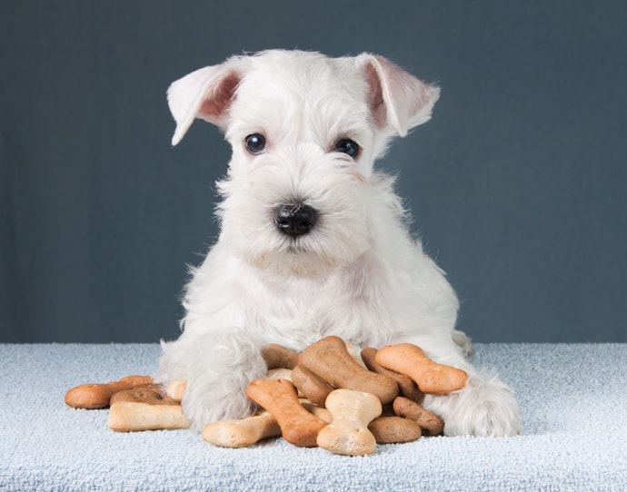 Verifique se o Biscoito É para Cães Filhotes, Adultos ou Idosos