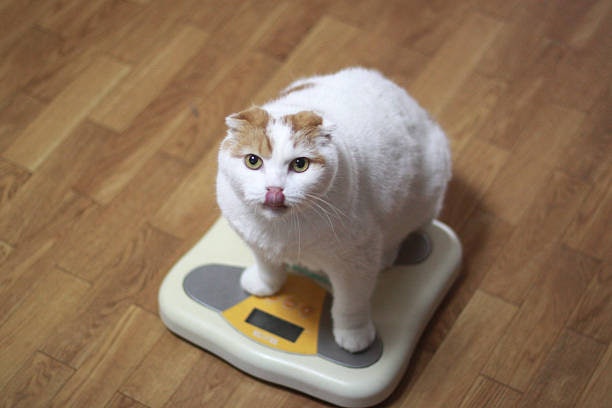 Para um Uso Seguro, Escolha o Antipulgas Indicado para a Idade e Peso do Gato