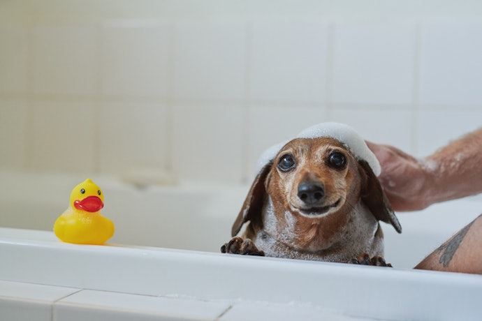 Cães com Pulgas e Carrapatos Necessitam de Shampoos Específicos para o Tratar o Problema