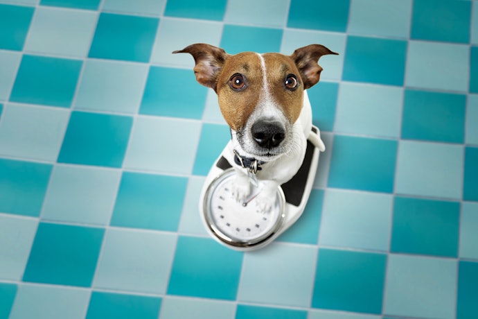 Para Maior Segurança com o Cachorro, Escolha um Remédio para Pulgas Conforme o Peso do Pet
