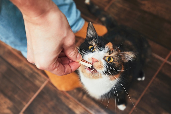 Confira se o Petisco para Gato Contém Nutrientes Importantes